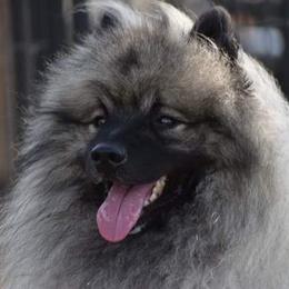 Finn - Keeshond