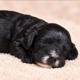 Robin - Black male Labradoodle puppy in Connersville, Indiana from Dessie's Doodles