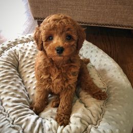 Goldendoodle Puppies from Idyllic Doodles
