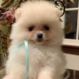 Assorted Doodle Crosses, Cavapoos, and Pomeranians from Firefly Puppies