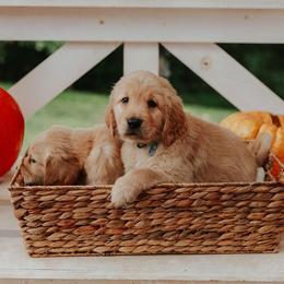 Golden Retriever Puppies from Morgan’s Heart of Gold Retrievers