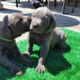 Weimaraner Puppies from L&M Weimaraners