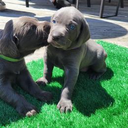 Weimaraner Puppies from L&M Weimaraners