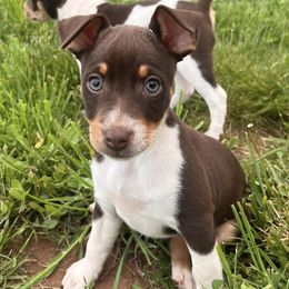 Rat Terriers from Tehama Terriers