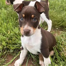 Rat Terriers from Tehama Terriers