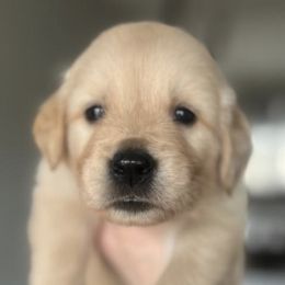 Golden Retrievers from Golden Crū