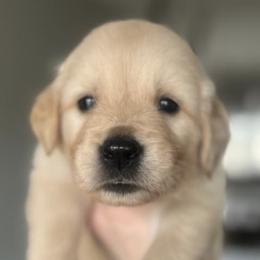 Golden Retrievers from Golden Crū