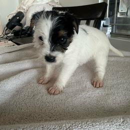 Girl 1 - Tri-colored female Parson Russell Terrier puppy in Peabody, Kansas from SouthFork Ranch