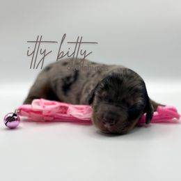 Sandy - Dapple female Dachshund puppy in Canton, Texas from Itty Bitty Dachshunds