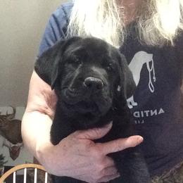 Labrador Retriever Puppies from Hunters Dream Labradors