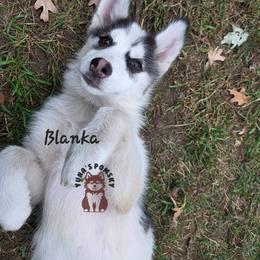 Blanka - Black and white male Pomsky puppy in Blaine, Minnesota from Yuna's Pomsky