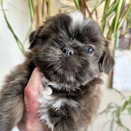 Macy - Blue and white female Shih Tzu puppy in Victorville, California from RUMBLE n TUMBLE