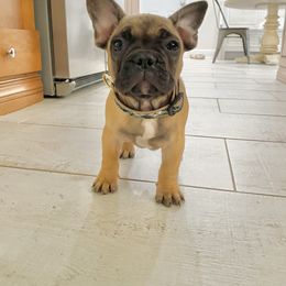 French Bulldog Puppies from TC’s French Bulldogs