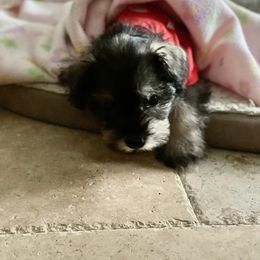Miniature Schnauzer Puppies from Mini Schnauzers for Life