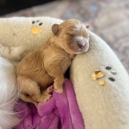 Cavalier King Charles Spaniel and Cavapoo Puppies from CK Cavaliers