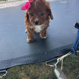 Jessica - Red female Cavapoo puppy in Mint Hill, North Carolina from DoodleForever
