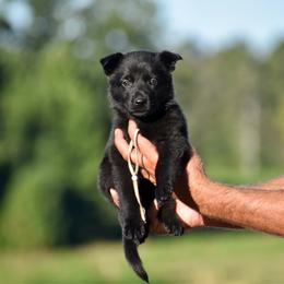 White - Black female German Shepherd puppy in Cherryville, North Carolina from Masky Kennel