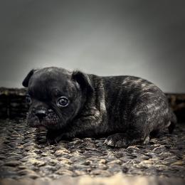 Coal - Brindle male French Bulldog puppy in Amarillo, Texas from Bomb City Bulldogs