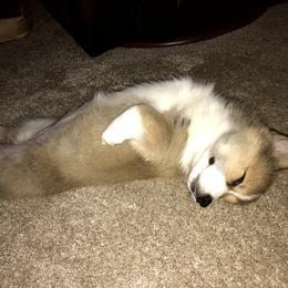 Pembroke Welsh Corgi Puppies from Winterflower Corgis