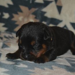 Boy 4 - Black and mahogany male Rottweiler puppy in Ethel, Washington from Titanenheim Rottweilers