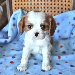 Brynnleigh - Blenheim female Cavalier King Charles Spaniel puppy in San Jose, California from Alpine Meadows Cavaliers