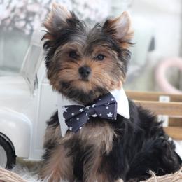 LANCE - Black and gold male Yorkshire Terrier puppy in Hughesville, Missouri from Puppykiss4u