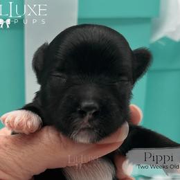 Pippi - Black and tan female Yorkshire Terrier puppy in Scottsdale, Arizona from Lil Luxe Pups