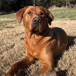 Sequoia - Labrador Retriever
