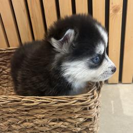 Nova - Tri-color female Pomsky puppy in Pasco County, Florida from Pomsky Hills