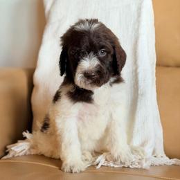 Eugene (Gene) - Parti male Goldendoodle puppy in Livermore, Colorado from Heritage Hills Family Doodles