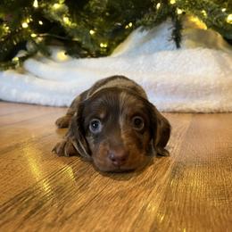 Dasher - Dapple male Dachshund puppy in Washburn, Tennessee from Clinch Mountain Dachshunds