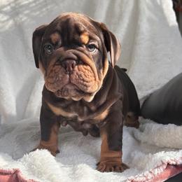 Snickers - Chocolate tri-color male Bulldog puppy in Seattle, Washington from mama Myra bulldogs