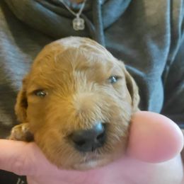 Goldendoodle Puppies from Kimber's Doodles