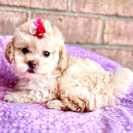 Maggie - Cream female Maltipoo puppy in Hephzibah ( Richmond County ), Georgia from Healing Pawz LLC