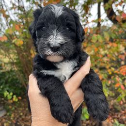Dark Blue - Black and white male Sheepadoodle puppy in Archer, Florida from Gainesville Sheepadoodles
