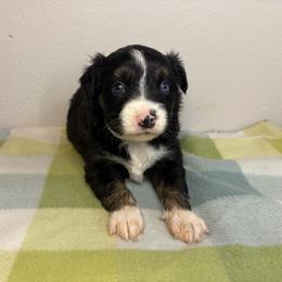 Unicorn - Black tri female Miniature Australian Shepherd puppy in Brenham, Texas from Stone N Rose Kennels