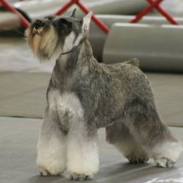 Miniature Schnauzers from Keepsake Miniature Schnauzers