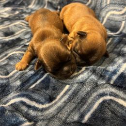 Shorkie puppies from Yorkies of Escondido