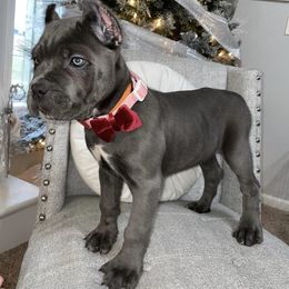 Biewer Terrier, Cane Corso, and Yorkshire Terrier Puppies from Exotic Yorkie Imports & Cessna Cane Corso