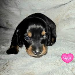 Shaggy - Black and tan male Dachshund puppy in Mulberry, Florida from J's Mini Dachshunds