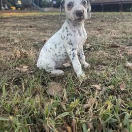 Texas - White and liver brown female Dalmatian puppy in Bremen, Georgia from Clark’s Dalmatians