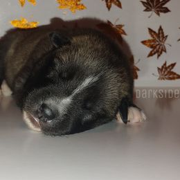 Siberian Husky Puppies from DarkSide Siberians