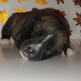 Siberian Husky Puppies from DarkSide Siberians