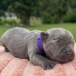 Hazel - Blue female French Bulldog puppy in Salisbury, Maryland from 77 Frenchies Maryland