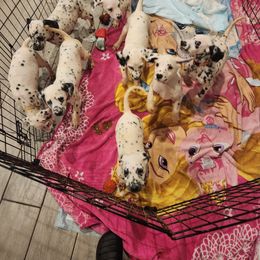 Dalmatian Puppies from America's Dalmatian Friends