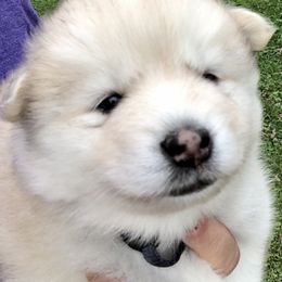 Pomsky and Siberian Husky Puppies from Cold Mountain Kennel