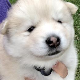 Pomsky and Siberian Husky Puppies from Cold Mountain Kennel