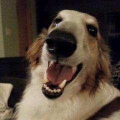 Borzois from Syskiyou Borzoi