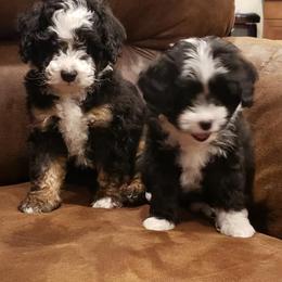 Assorted Doodle Crosses and Toy Australian Shepherds from K-S Toy and Mini Aussies