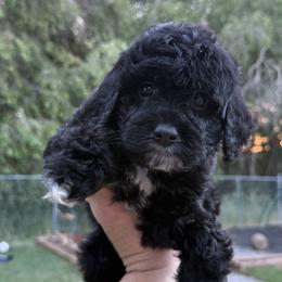 Ace - Black male Goldendoodle puppy in Clinton, Utah from Golden Law Kennels